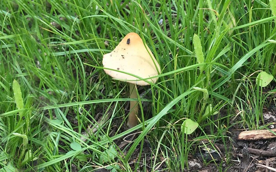 NEW MOON MUSINGS – JUNE 2018